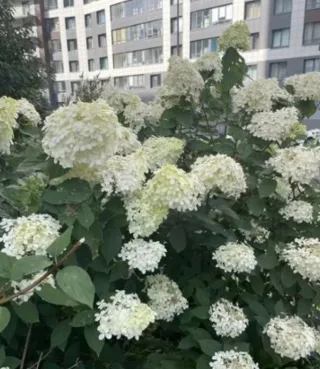 Студия, 26 м², ст. м. Девяткино